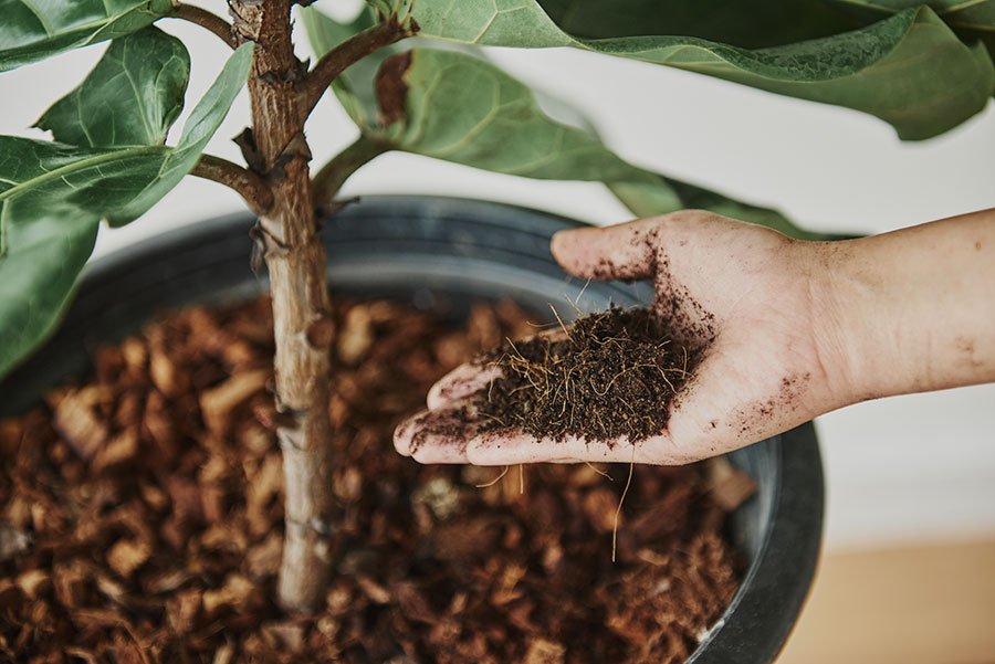 La main d'une personne tenant de la terre dans une plante en pot.